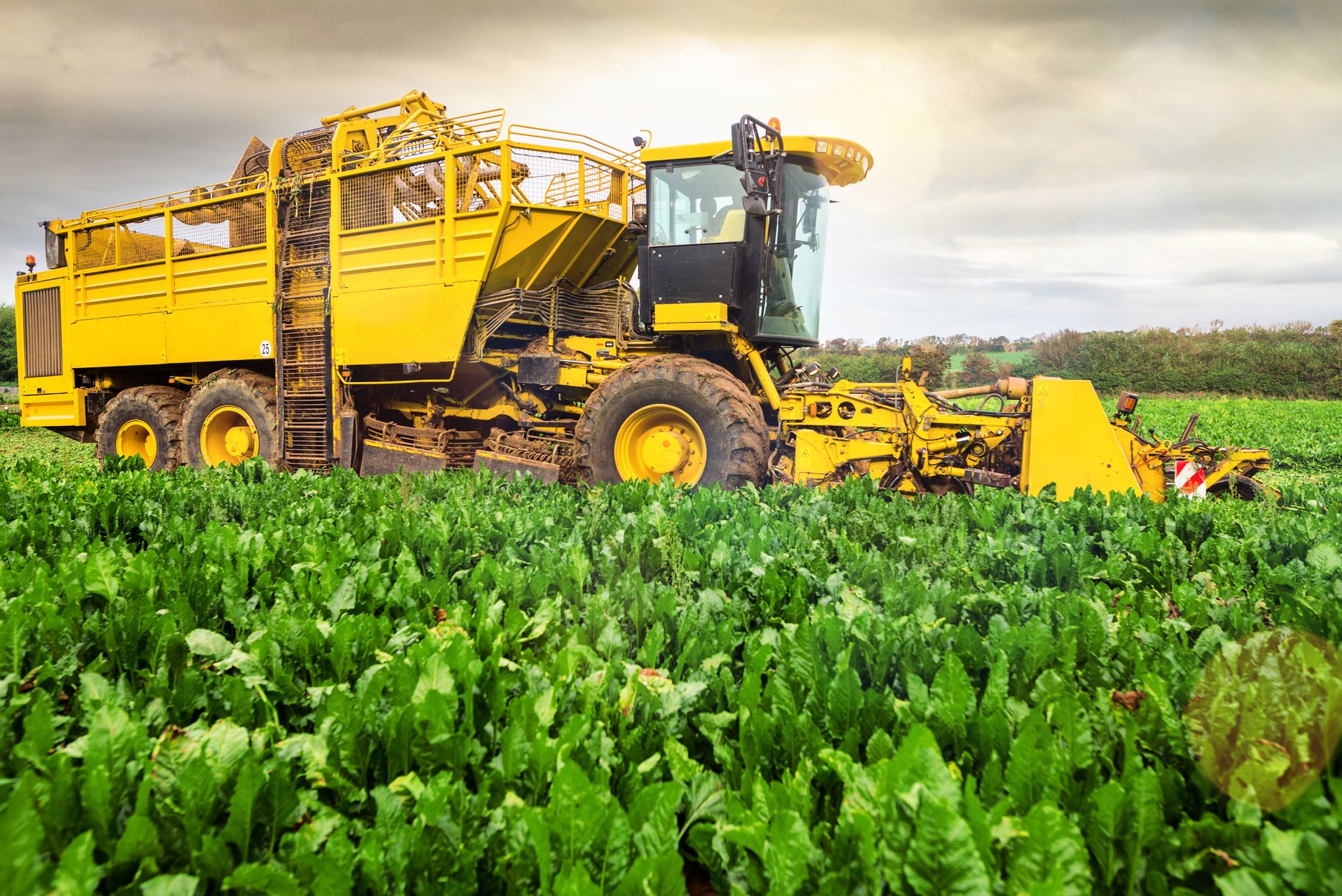 agricultural machine for harvesting beets